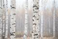 Picture of Birch forest in fog I _GroupedProduct_Rectangle_Landscape_Photography _GroupedProduct_Rectangle_Landscape_Unframed_Print_Only_