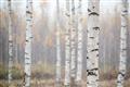 Picture of Birch forest in fog II _GroupedProduct_Rectangle_Landscape_Photography _GroupedProduct_Rectangle_Landscape_Unframed_Print_Only_