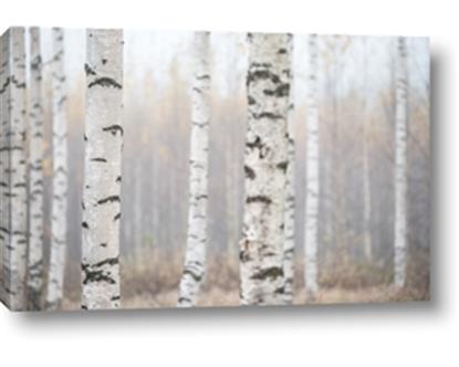 Picture of Birch forest in fog I