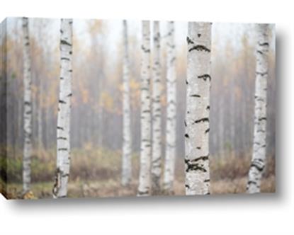 Picture of Birch forest in fog II