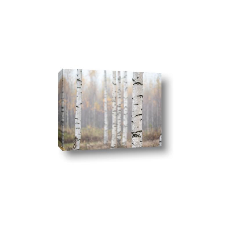 Picture of Birch forest in fog II _GroupedProduct_Rectangle_Landscape_Photography _GroupedProduct_Rectangle_Landscape_Canvas_