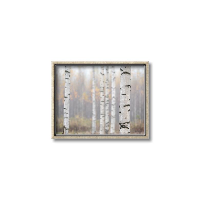 Picture of Birch forest in fog II _GroupedProduct_Rectangle_Landscape_Photography _GroupedProduct_Rectangle_Landscape_Canvas_Framed_