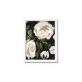 Picture of White Buttercups  _GroupedProduct_Rectangle_Portrait_Framed_Matted_