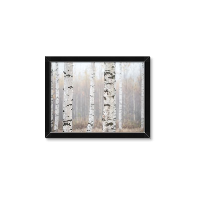 Picture of Birch forest in fog I _GroupedProduct_Rectangle_Landscape_Photography _GroupedProduct_Rectangle_Landscape_Framed_Matted_
