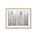 Picture of Birch forest in fog I _GroupedProduct_Rectangle_Landscape_Photography _GroupedProduct_Rectangle_Landscape_Framed_Matted_