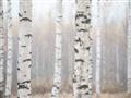 Picture of Birch forest in fog I _GroupedProduct_Rectangle_Landscape_Photography _GroupedProduct_Rectangle_Landscape_Unframed_Print_Only_