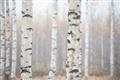 Picture of Birch forest in fog I _GroupedProduct_Rectangle_Landscape_Photography _GroupedProduct_Rectangle_Landscape_Unframed_Print_Only_