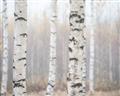Picture of Birch forest in fog I _GroupedProduct_Rectangle_Landscape_Photography _GroupedProduct_Rectangle_Landscape_Unframed_Print_Only_