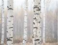 Picture of Birch forest in fog I _GroupedProduct_Rectangle_Landscape_Photography _GroupedProduct_Rectangle_Landscape_Unframed_Print_Only_