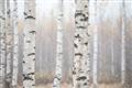 Picture of Birch forest in fog I _GroupedProduct_Rectangle_Landscape_Photography _GroupedProduct_Rectangle_Landscape_Unframed_Print_Only_
