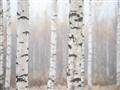 Picture of Birch forest in fog I _GroupedProduct_Rectangle_Landscape_Photography _GroupedProduct_Rectangle_Landscape_Unframed_Print_Only_