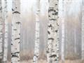 Picture of Birch forest in fog I _GroupedProduct_Rectangle_Landscape_Photography _GroupedProduct_Rectangle_Landscape_Unframed_Print_Only_