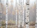Picture of Birch forest in fog II _GroupedProduct_Rectangle_Landscape_Photography _GroupedProduct_Rectangle_Landscape_Unframed_Print_Only_
