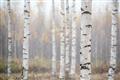 Picture of Birch forest in fog II _GroupedProduct_Rectangle_Landscape_Photography _GroupedProduct_Rectangle_Landscape_Unframed_Print_Only_