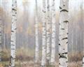 Picture of Birch forest in fog II _GroupedProduct_Rectangle_Landscape_Photography _GroupedProduct_Rectangle_Landscape_Unframed_Print_Only_