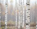 Picture of Birch forest in fog II _GroupedProduct_Rectangle_Landscape_Photography _GroupedProduct_Rectangle_Landscape_Unframed_Print_Only_