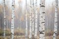Picture of Birch forest in fog II _GroupedProduct_Rectangle_Landscape_Photography _GroupedProduct_Rectangle_Landscape_Unframed_Print_Only_