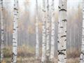 Picture of Birch forest in fog II _GroupedProduct_Rectangle_Landscape_Photography _GroupedProduct_Rectangle_Landscape_Unframed_Print_Only_