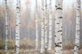 Picture of Birch forest in fog II _GroupedProduct_Rectangle_Landscape_Photography _GroupedProduct_Rectangle_Landscape_Unframed_Print_Only_