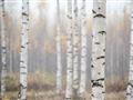 Picture of Birch forest in fog II _GroupedProduct_Rectangle_Landscape_Photography _GroupedProduct_Rectangle_Landscape_Unframed_Print_Only_