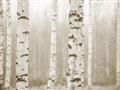 Picture of Birch forest in fog I _GroupedProduct_Rectangle_Landscape_Photography _GroupedProduct_Rectangle_Landscape_Unframed_Print_Only_