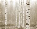 Picture of Birch forest in fog II _GroupedProduct_Rectangle_Landscape_Photography _GroupedProduct_Rectangle_Landscape_Unframed_Print_Only_