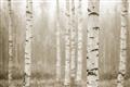 Picture of Birch forest in fog II _GroupedProduct_Rectangle_Landscape_Photography _GroupedProduct_Rectangle_Landscape_Unframed_Print_Only_