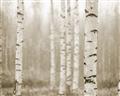 Picture of Birch forest in fog II _GroupedProduct_Rectangle_Landscape_Photography _GroupedProduct_Rectangle_Landscape_Unframed_Print_Only_