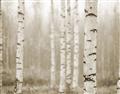 Picture of Birch forest in fog II _GroupedProduct_Rectangle_Landscape_Photography _GroupedProduct_Rectangle_Landscape_Unframed_Print_Only_