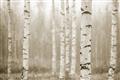 Picture of Birch forest in fog II _GroupedProduct_Rectangle_Landscape_Photography _GroupedProduct_Rectangle_Landscape_Unframed_Print_Only_