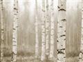 Picture of Birch forest in fog II _GroupedProduct_Rectangle_Landscape_Photography _GroupedProduct_Rectangle_Landscape_Unframed_Print_Only_