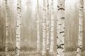 Picture of Birch forest in fog II _GroupedProduct_Rectangle_Landscape_Photography _GroupedProduct_Rectangle_Landscape_Unframed_Print_Only_