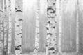 Picture of Birch forest in fog I _GroupedProduct_Rectangle_Landscape_Photography _GroupedProduct_Rectangle_Landscape_Unframed_Print_Only_
