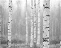 Picture of Birch forest in fog II _GroupedProduct_Rectangle_Landscape_Photography _GroupedProduct_Rectangle_Landscape_Unframed_Print_Only_