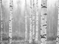 Picture of Birch forest in fog II _GroupedProduct_Rectangle_Landscape_Photography _GroupedProduct_Rectangle_Landscape_Unframed_Print_Only_