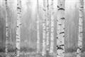 Picture of Birch forest in fog II _GroupedProduct_Rectangle_Landscape_Photography _GroupedProduct_Rectangle_Landscape_Unframed_Print_Only_