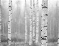 Picture of Birch forest in fog II _GroupedProduct_Rectangle_Landscape_Photography _GroupedProduct_Rectangle_Landscape_Unframed_Print_Only_