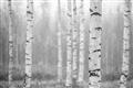 Picture of Birch forest in fog II _GroupedProduct_Rectangle_Landscape_Photography _GroupedProduct_Rectangle_Landscape_Unframed_Print_Only_