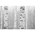 Picture of Birch forest in fog I _GroupedProduct_Rectangle_Landscape_Photography _GroupedProduct_Rectangle_Landscape_Unframed_Print_Only_