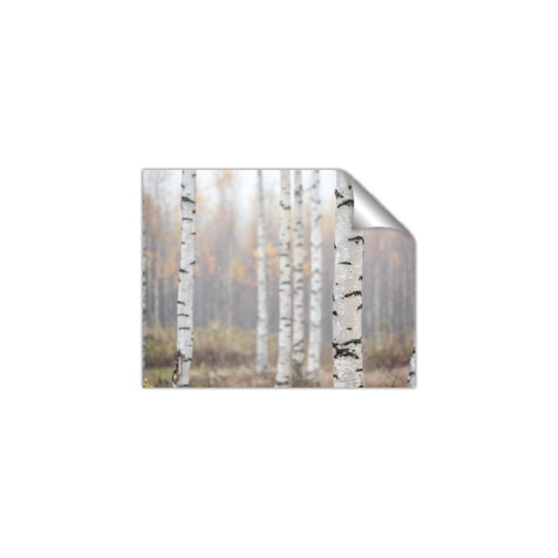 Picture of Birch forest in fog II _GroupedProduct_Rectangle_Landscape_Photography _GroupedProduct_Rectangle_Landscape_Unframed_Print_Only_