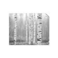 Picture of Birch forest in fog II _GroupedProduct_Rectangle_Landscape_Photography _GroupedProduct_Rectangle_Landscape_Unframed_Print_Only_