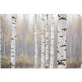 Picture of Birch forest in fog II _GroupedProduct_Rectangle_Landscape_Photography _GroupedProduct_Rectangle_Landscape_Unframed_Print_Only_