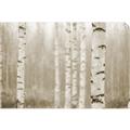 Picture of Birch forest in fog II _GroupedProduct_Rectangle_Landscape_Photography _GroupedProduct_Rectangle_Landscape_Unframed_Print_Only_