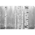 Picture of Birch forest in fog II _GroupedProduct_Rectangle_Landscape_Photography _GroupedProduct_Rectangle_Landscape_Unframed_Print_Only_