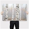 Picture of Birch forest in fog I _GroupedProduct_Rectangle_Landscape_Photography _GroupedProduct_Rectangle_Landscape_Canvas_