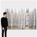 Picture of Birch forest in fog II _GroupedProduct_Rectangle_Landscape_Photography _GroupedProduct_Rectangle_Landscape_Canvas_