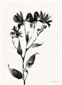Picture of Black flower II (Ink border black ) _GroupedProduct_Rectangle_Portrait_Unframed_Print_Only_