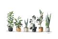 Picture of Pots with plants _GroupedProduct_Rectangle_Landscape_Unframed_Print_Only_