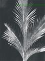 Picture of Pinneedles II _GroupedProduct_Rectangle_Portrait_Unframed_Print_Only_
