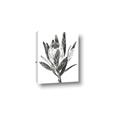 Picture of Spring Magnolia Blossoms _GroupedProduct_Rectangle_Portrait_Canvas_